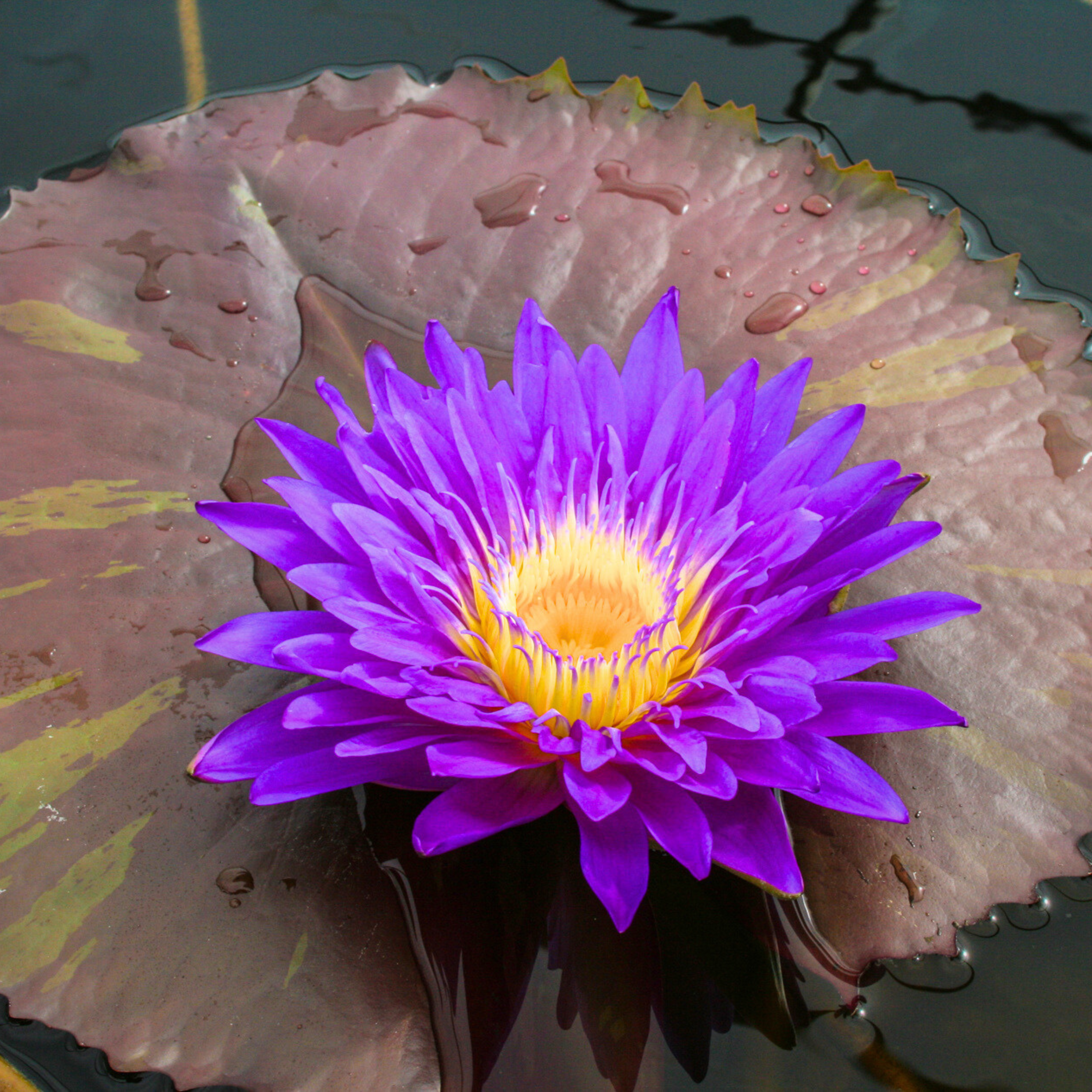 Nymphaea Ultra Violet