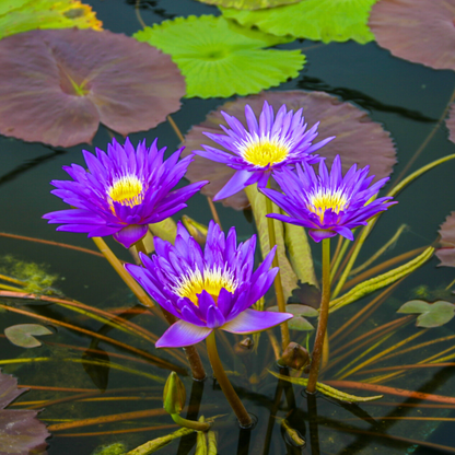 Nymphaea Ultra Violet