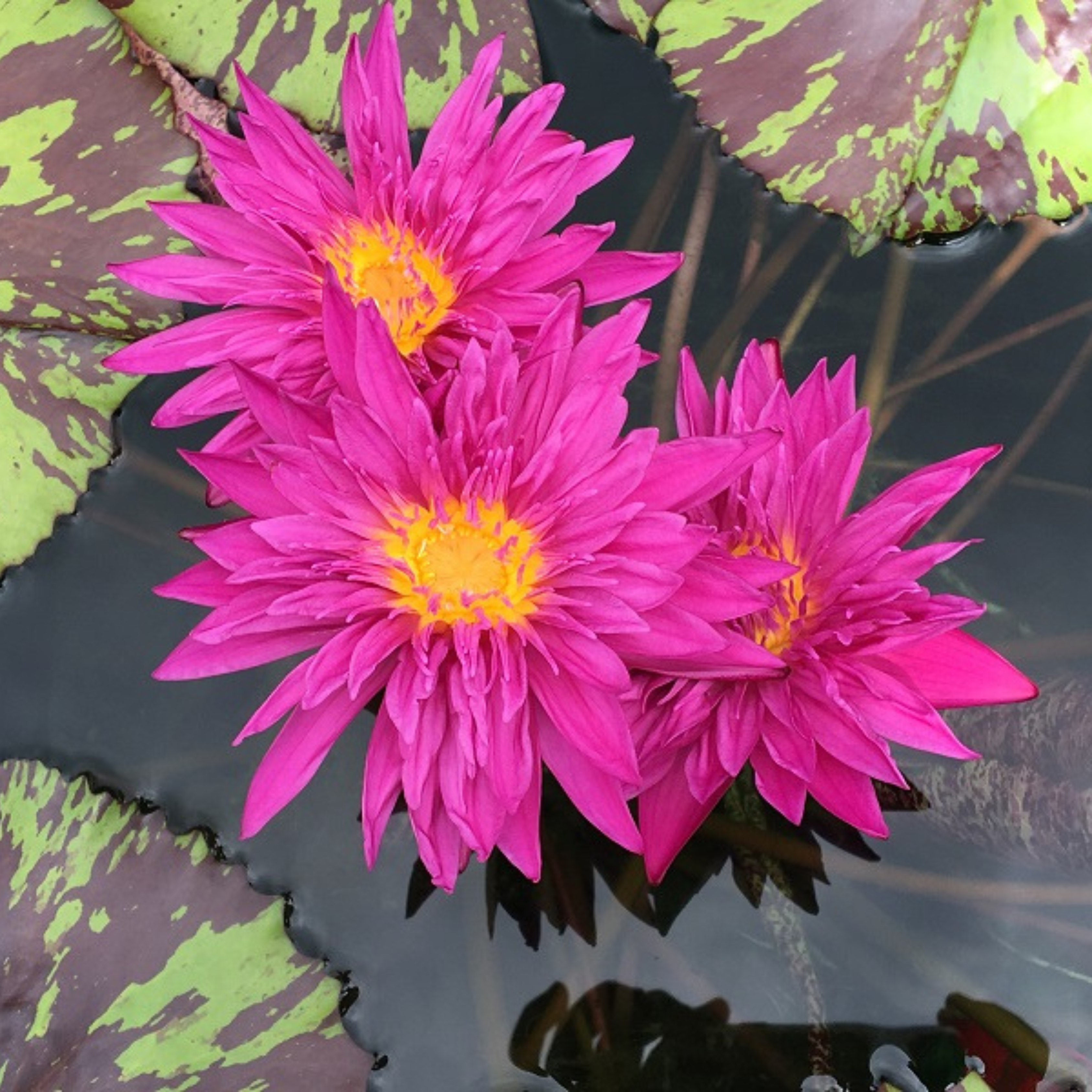 Nymphaea Valentine