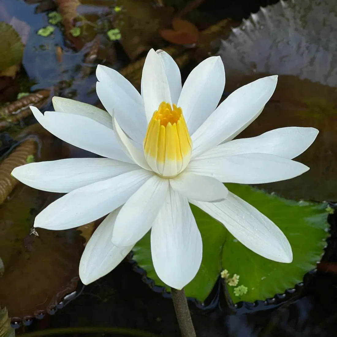 Water Lily