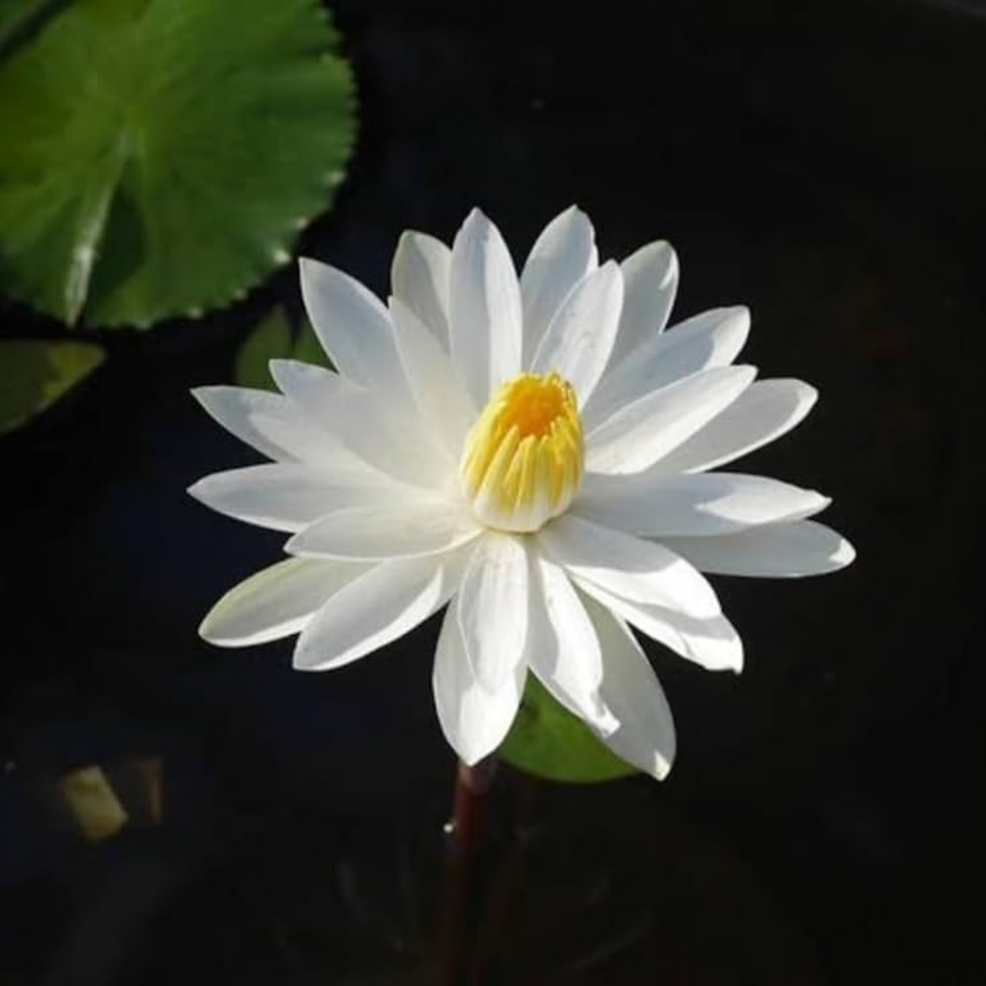 Nymphaea White Night Bloomer