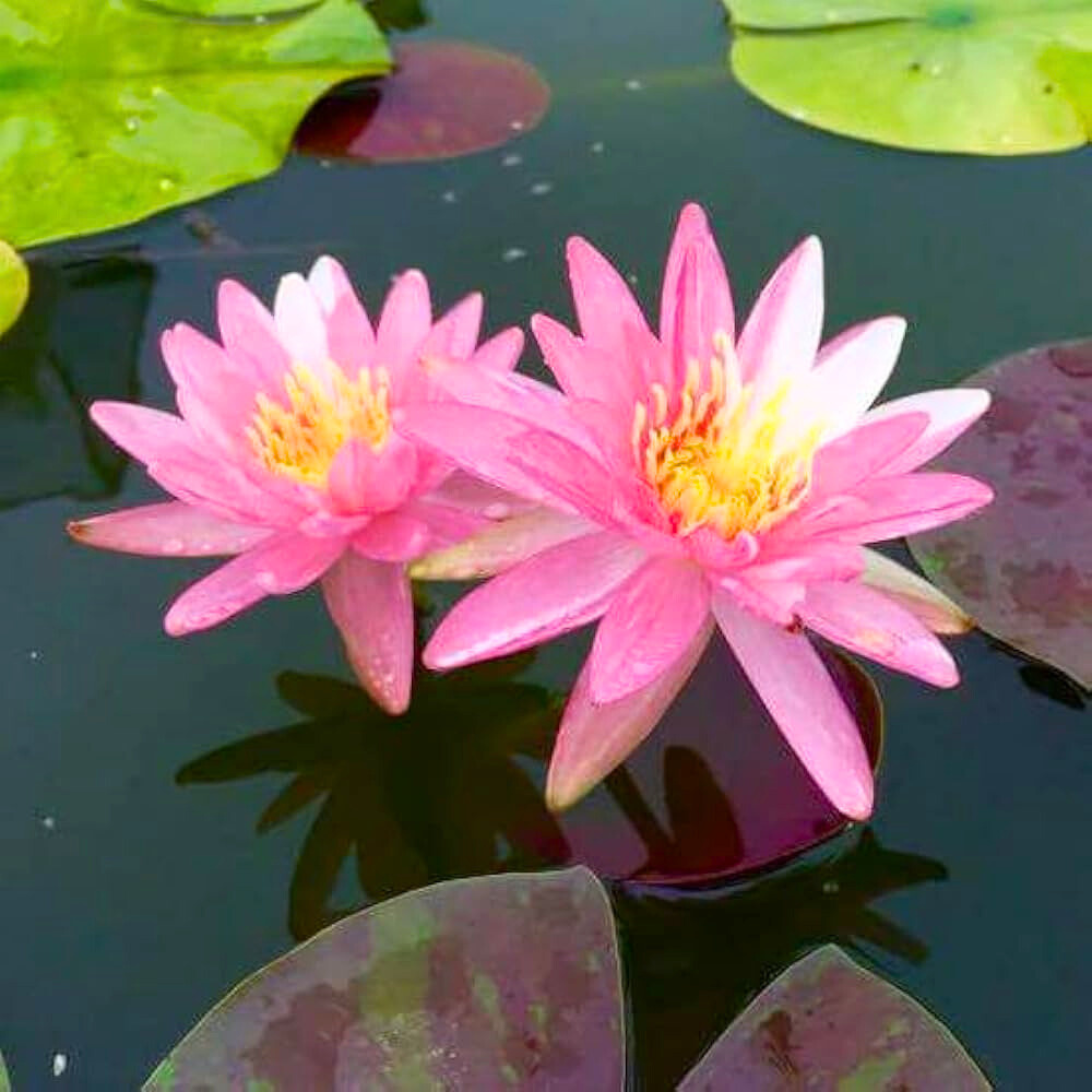 Nymphaea White Pink Dawn