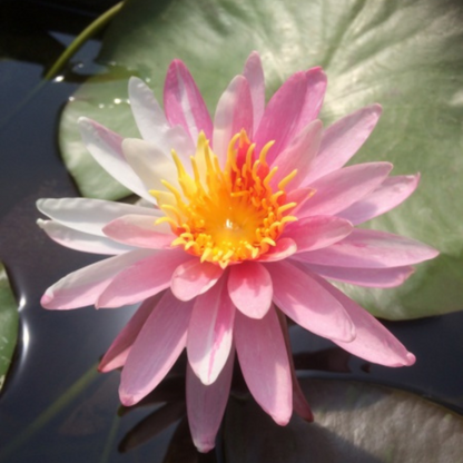 Nymphaea White Pink Dawn
