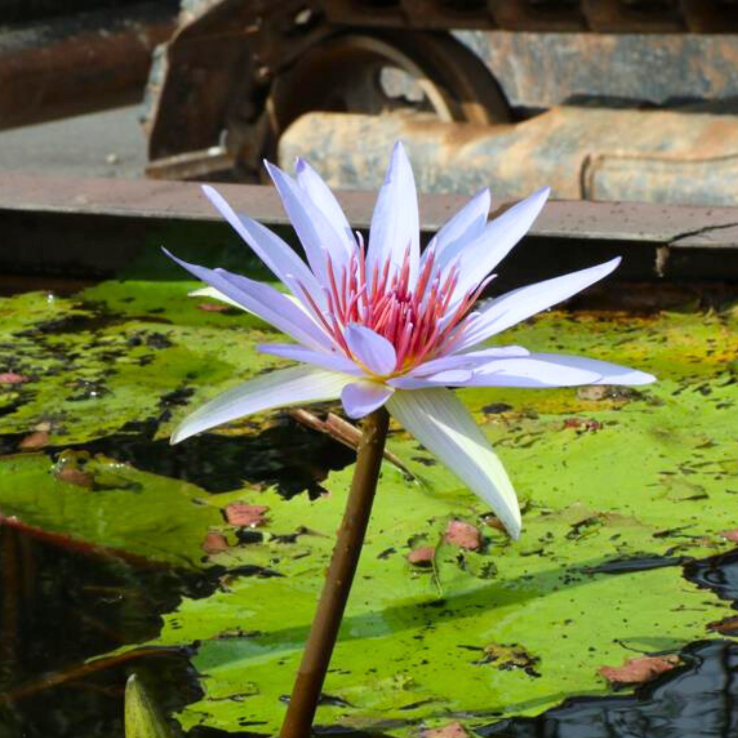 Nymphaea Wood’s Blue Goddess