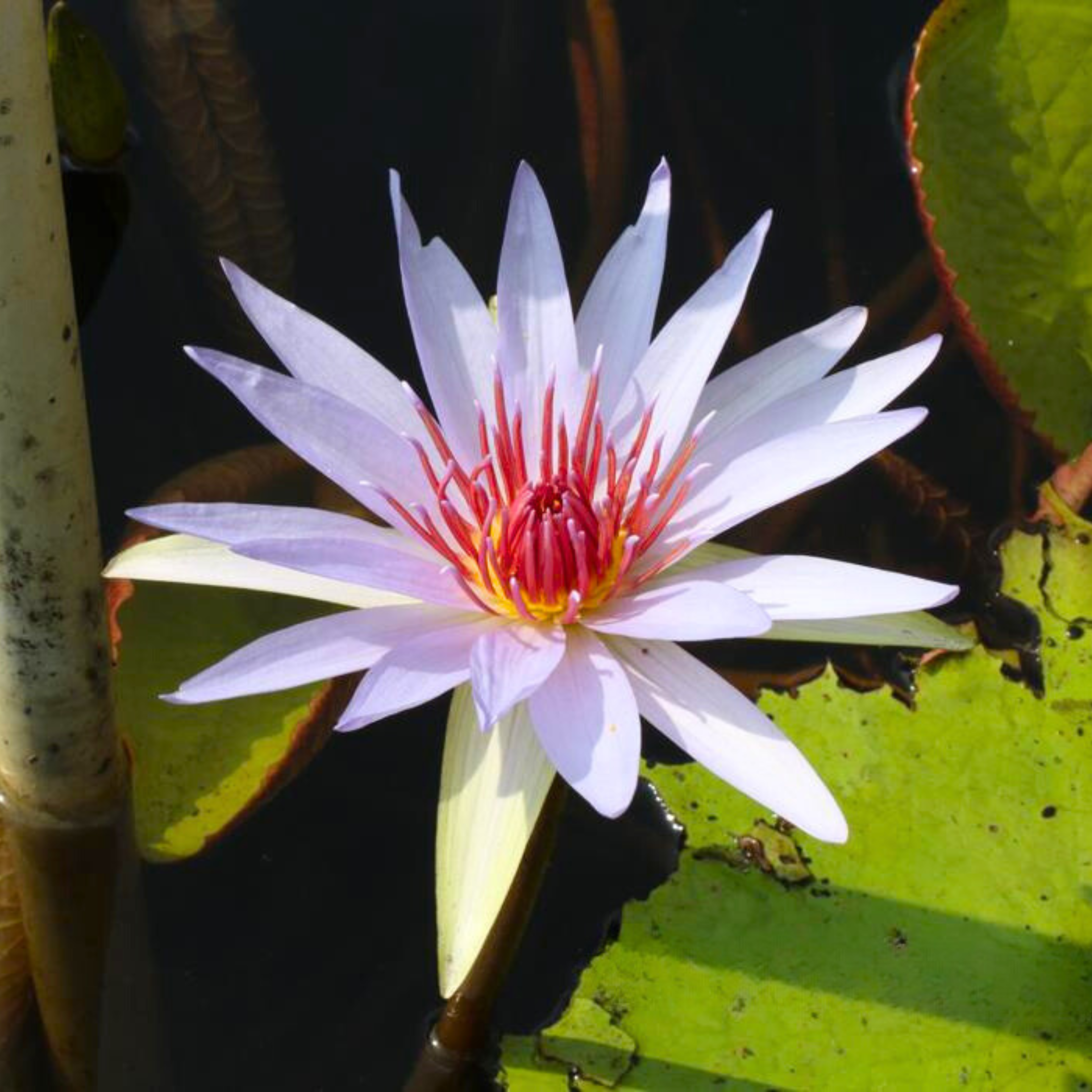 Nymphaea Wood’s Blue Goddess