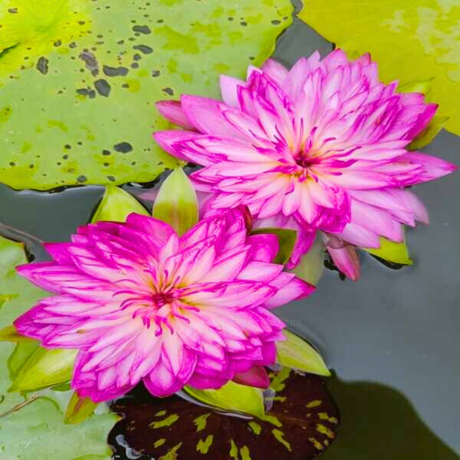 Nymphaea Chomboo Korakot