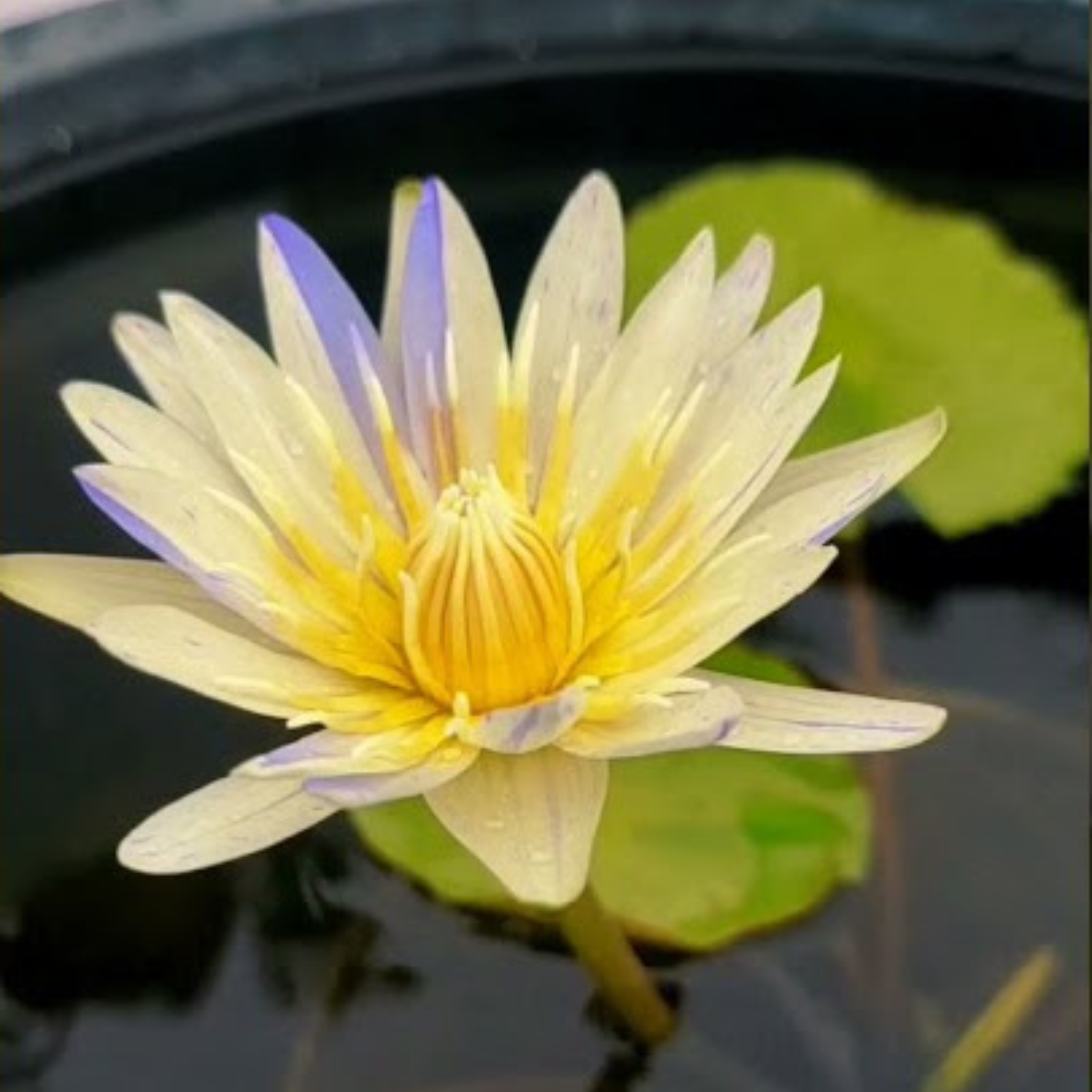 Nymphaea Yellow Suwana