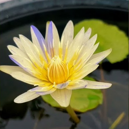 Nymphaea Yellow Suwana