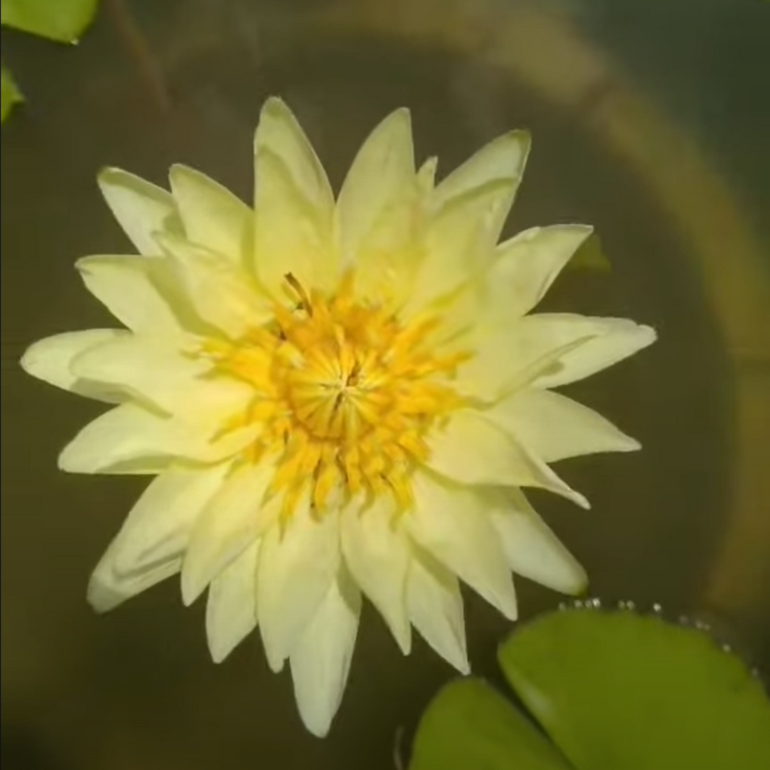 Nymphaea Yellow Suwana