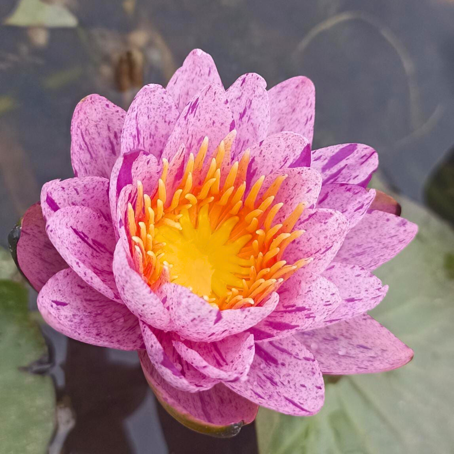 Nymphaea ‘Amethyst Crystal’