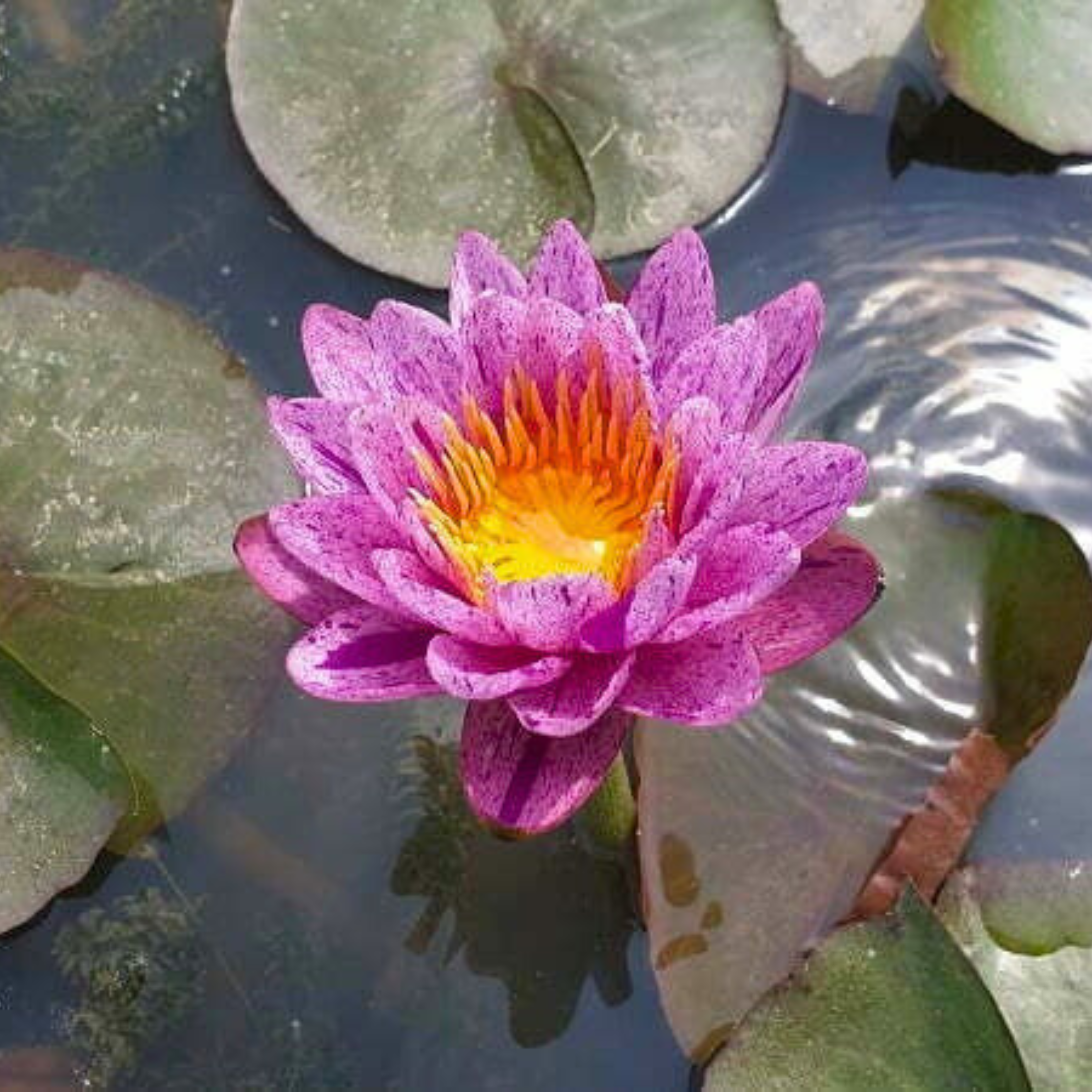 Nymphaea ‘Amethyst Crystal’