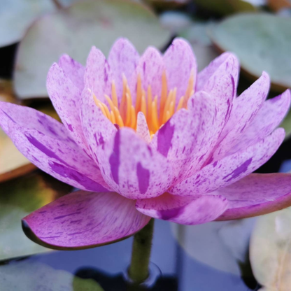 Nymphaea ‘Amethyst Crystal’