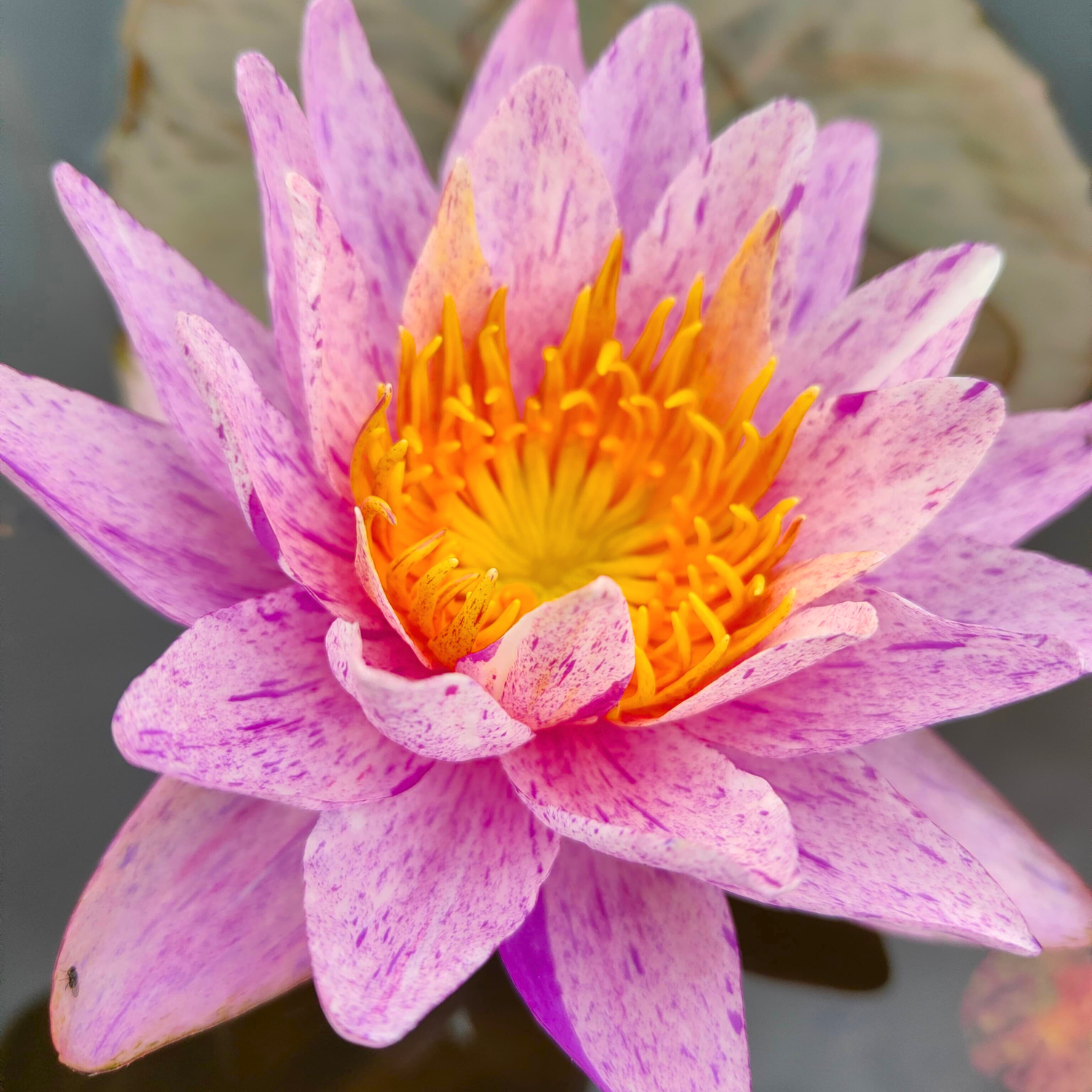 Nymphaea ‘Amethyst Crystal’