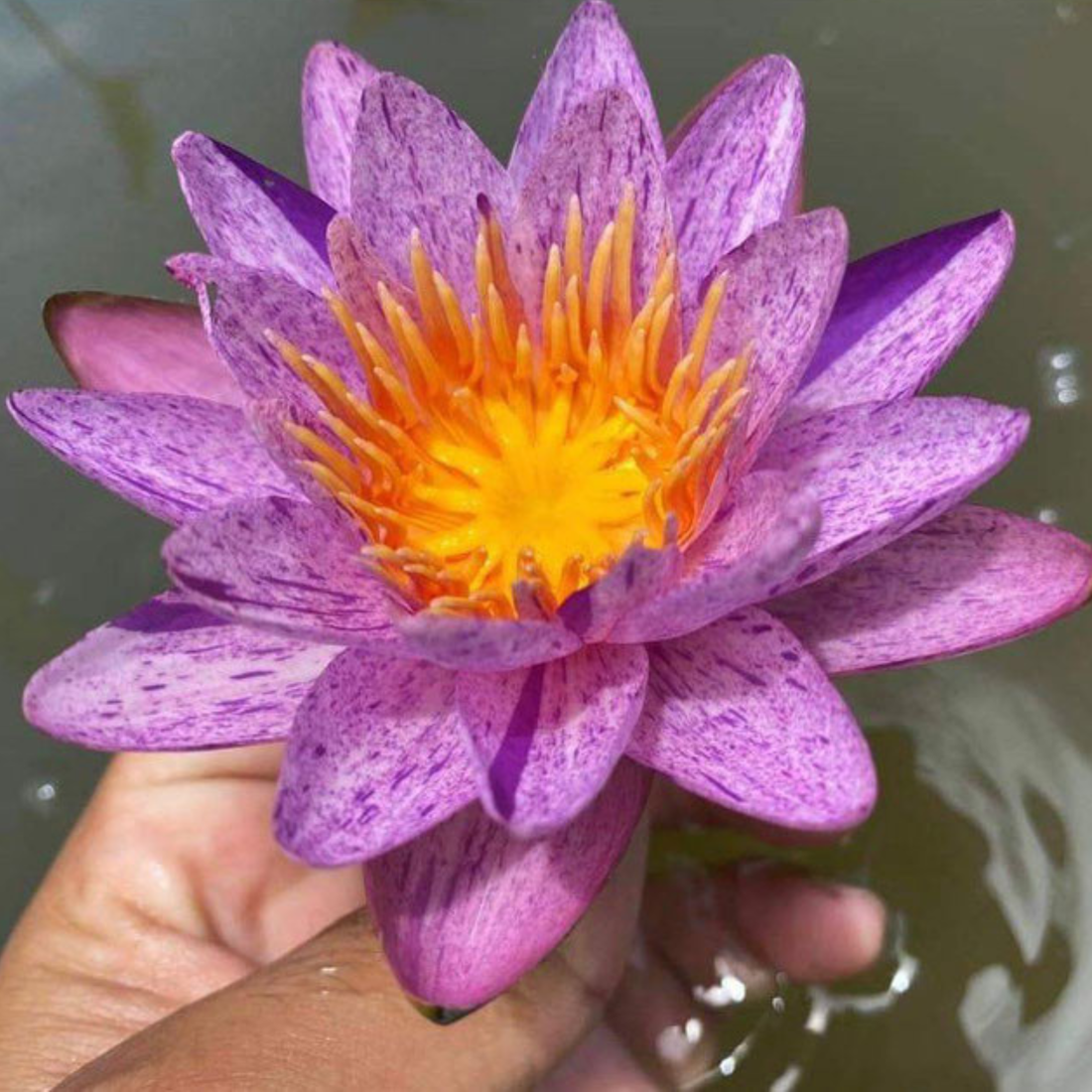 Nymphaea ‘Amethyst Crystal’