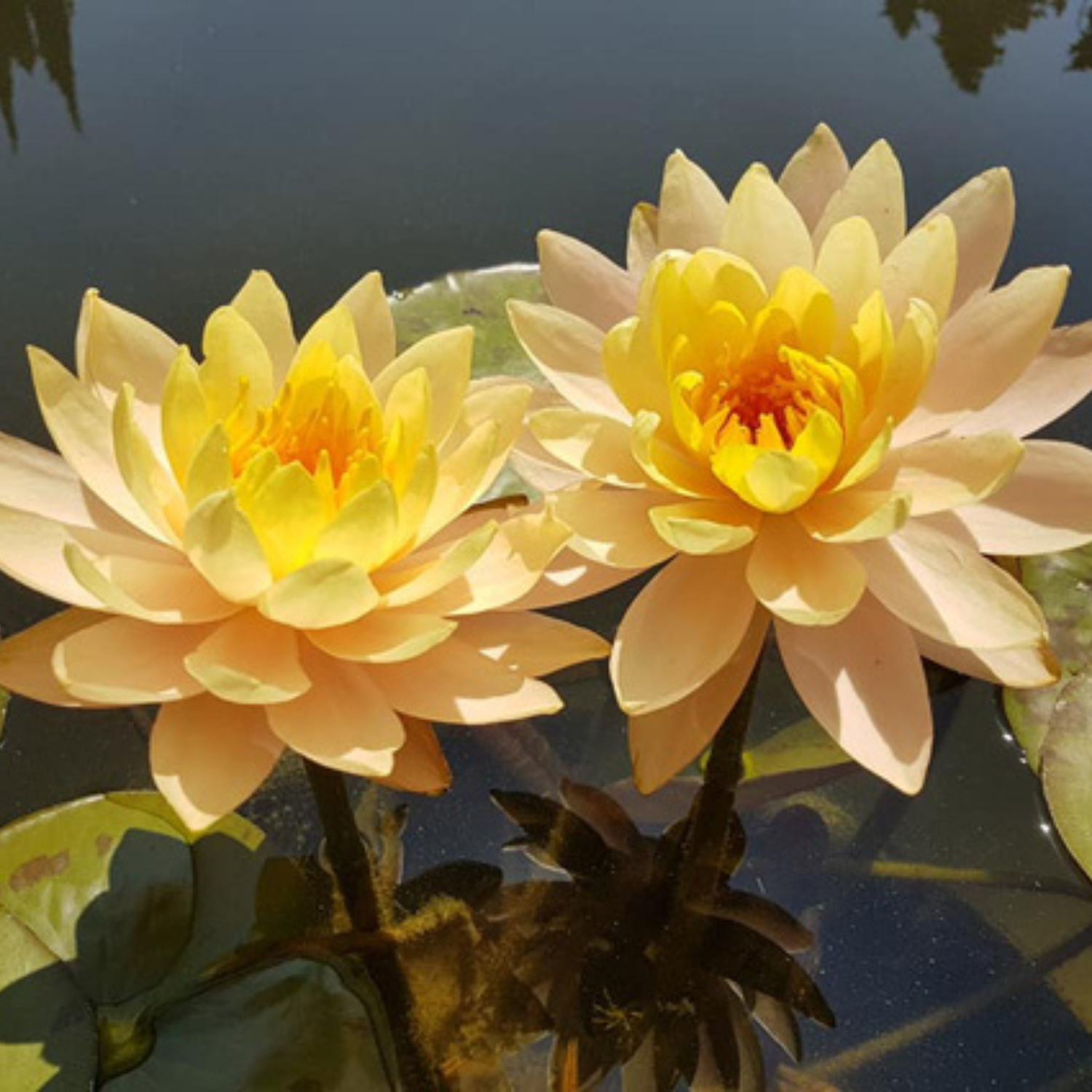 Nymphaea &