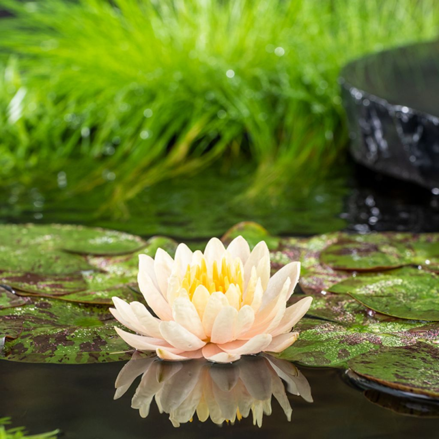 Nymphaea &