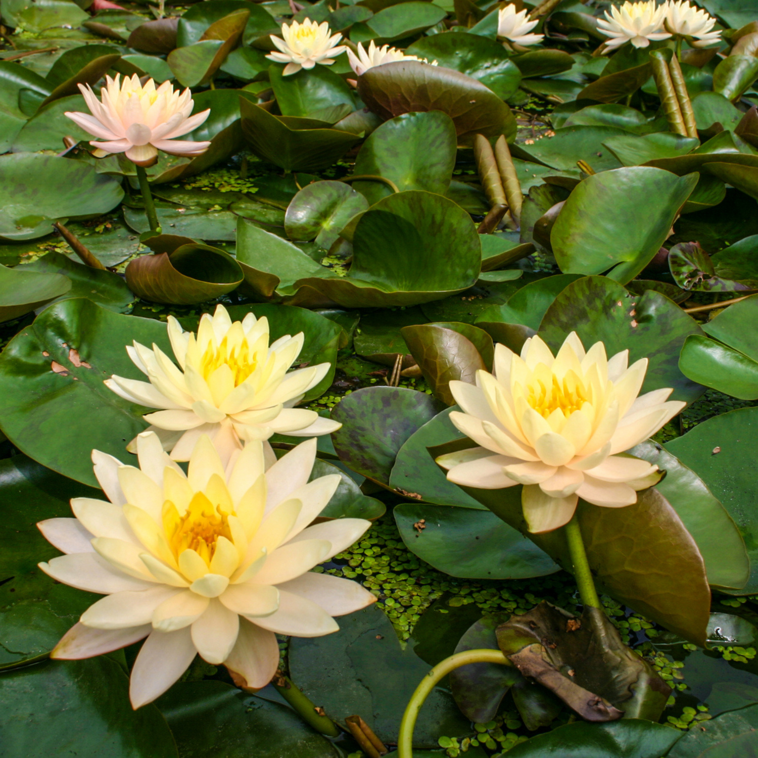 Nymphaea &