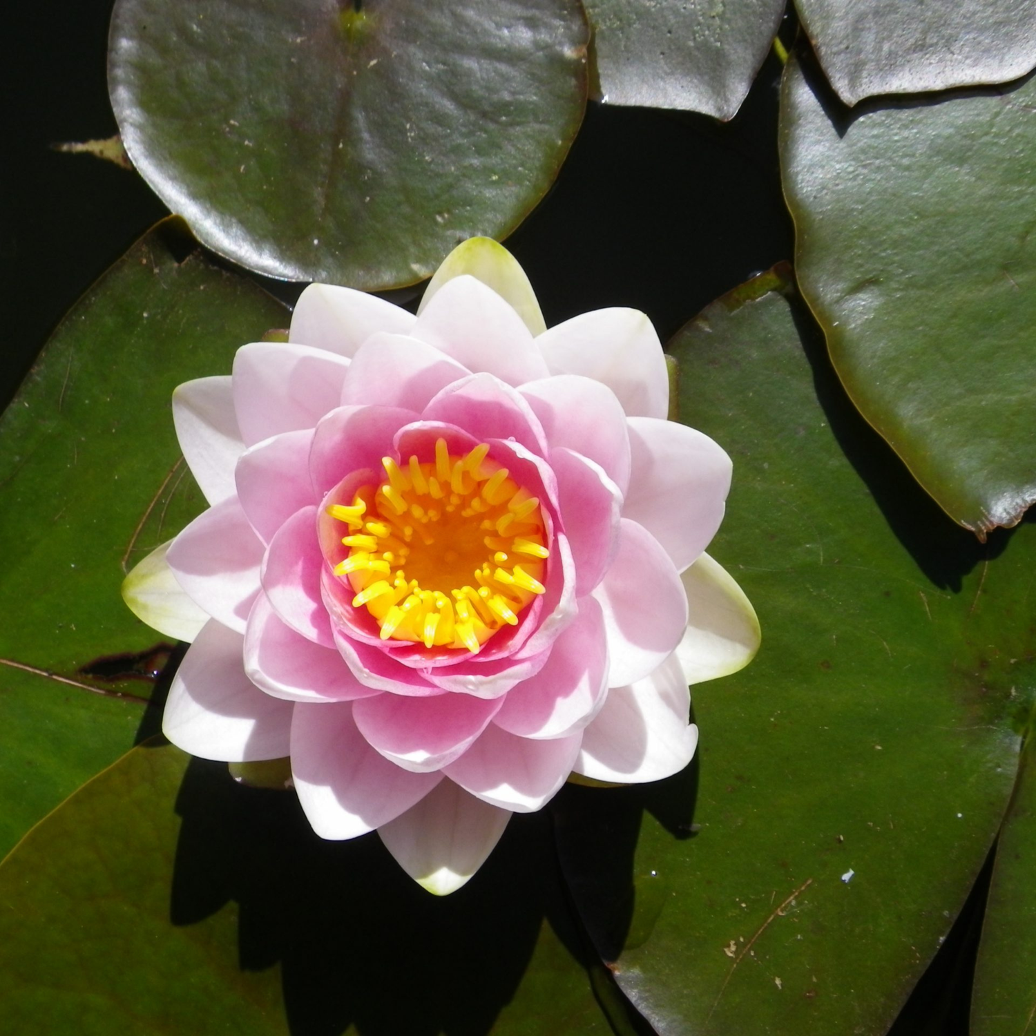 Nymphaea ‘Madame Wilfron Gonnere’