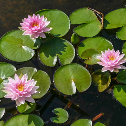 Nymphaea ‘Madame Wilfron Gonnere’