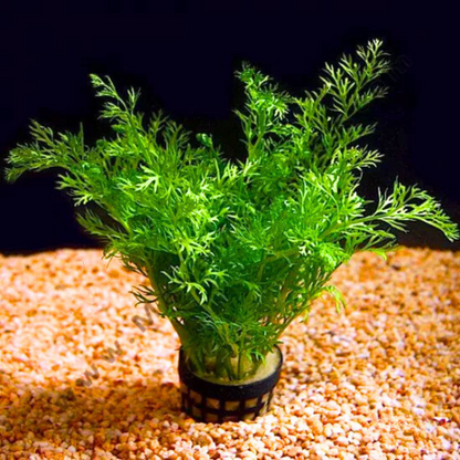 Oak Fern (Ceratopteris Sp. China) Aquatic Live Plant