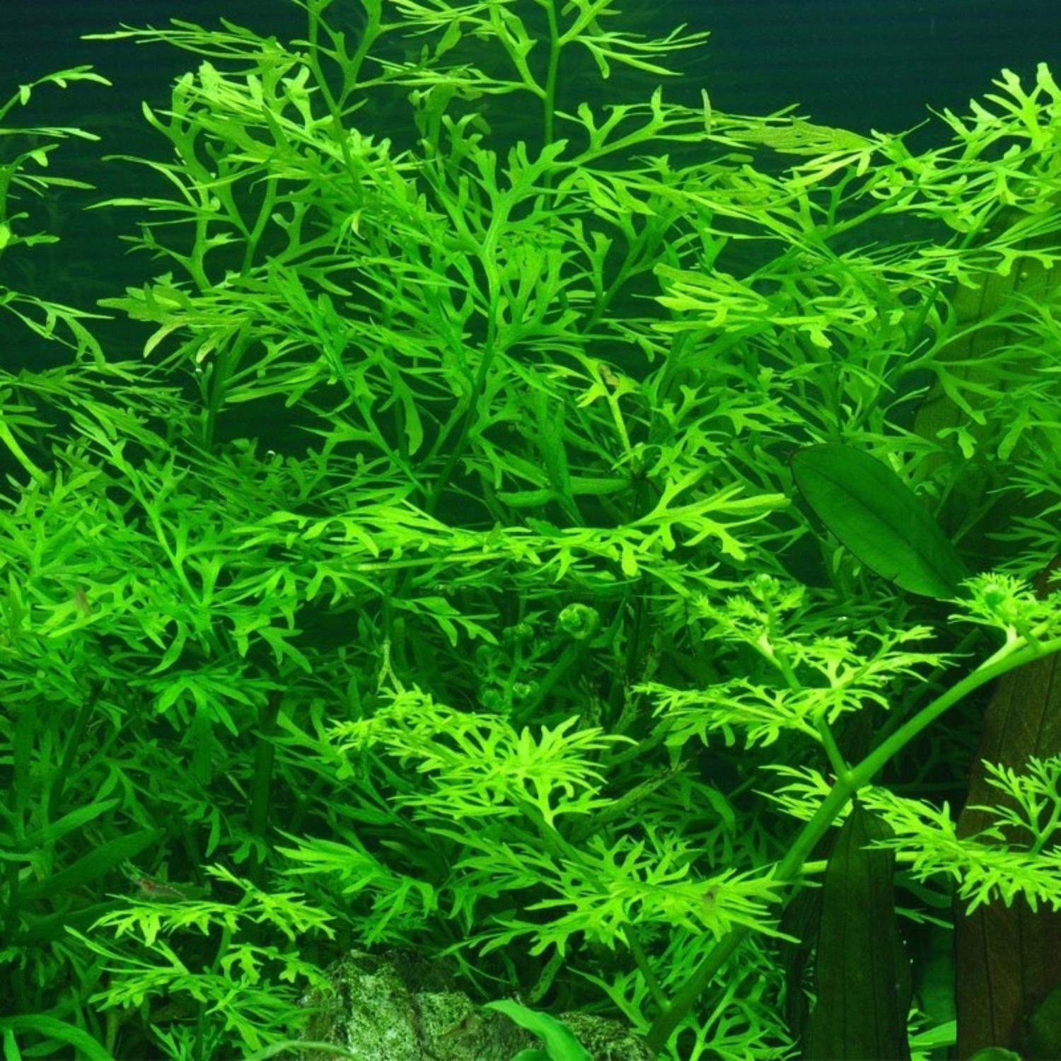 Oak Fern (Ceratopteris Sp. China) Aquatic Live Plant