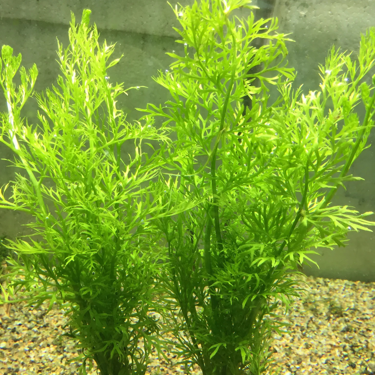 Oak Fern (Ceratopteris Sp. China) Aquatic Live Plant