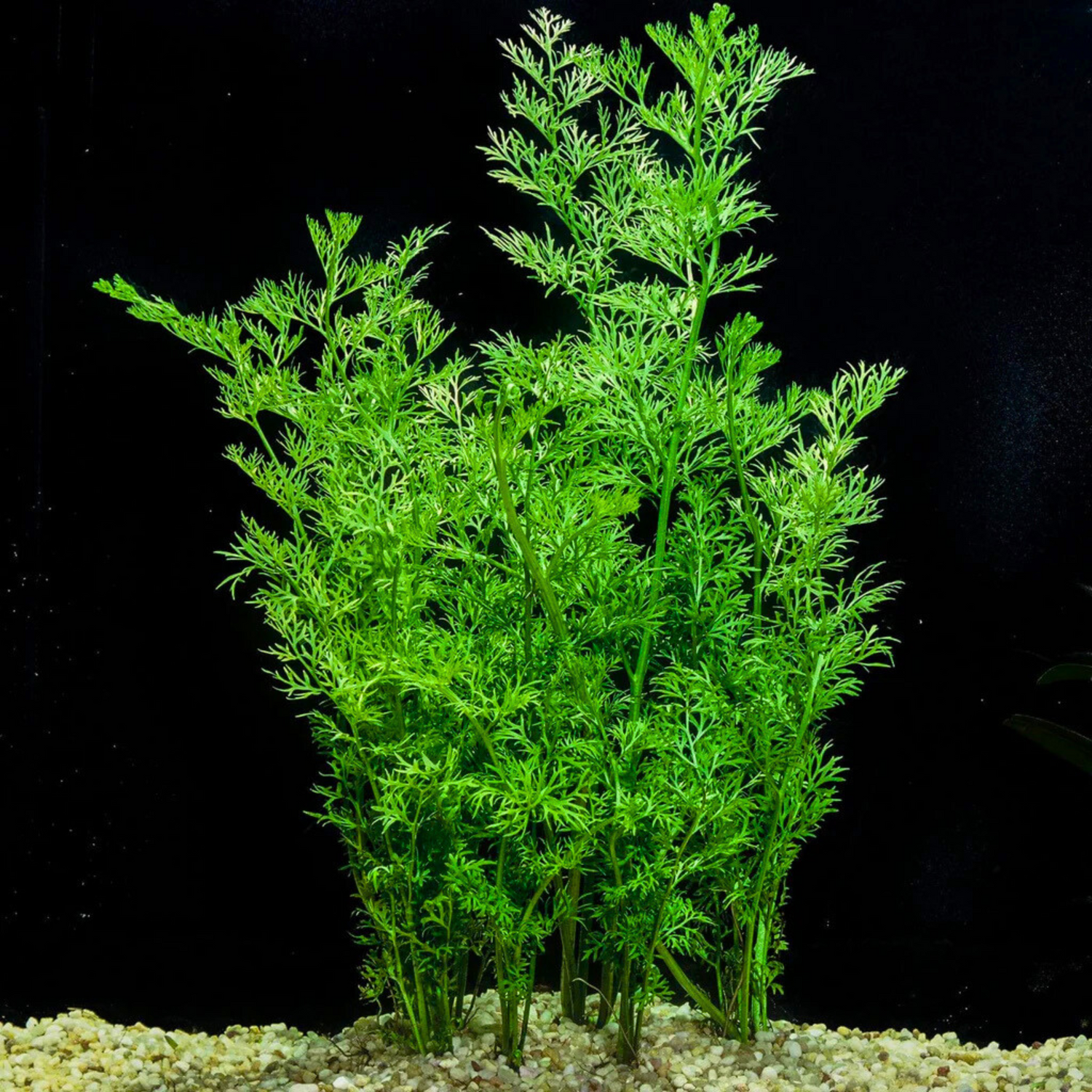 Oak Fern (Ceratopteris Sp. China) Aquatic Live Plant