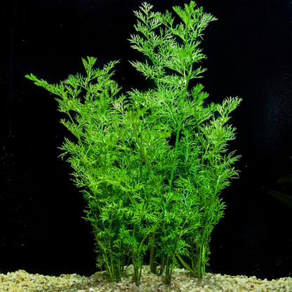 Oak Fern (Ceratopteris Sp. China) Aquatic Live Plant