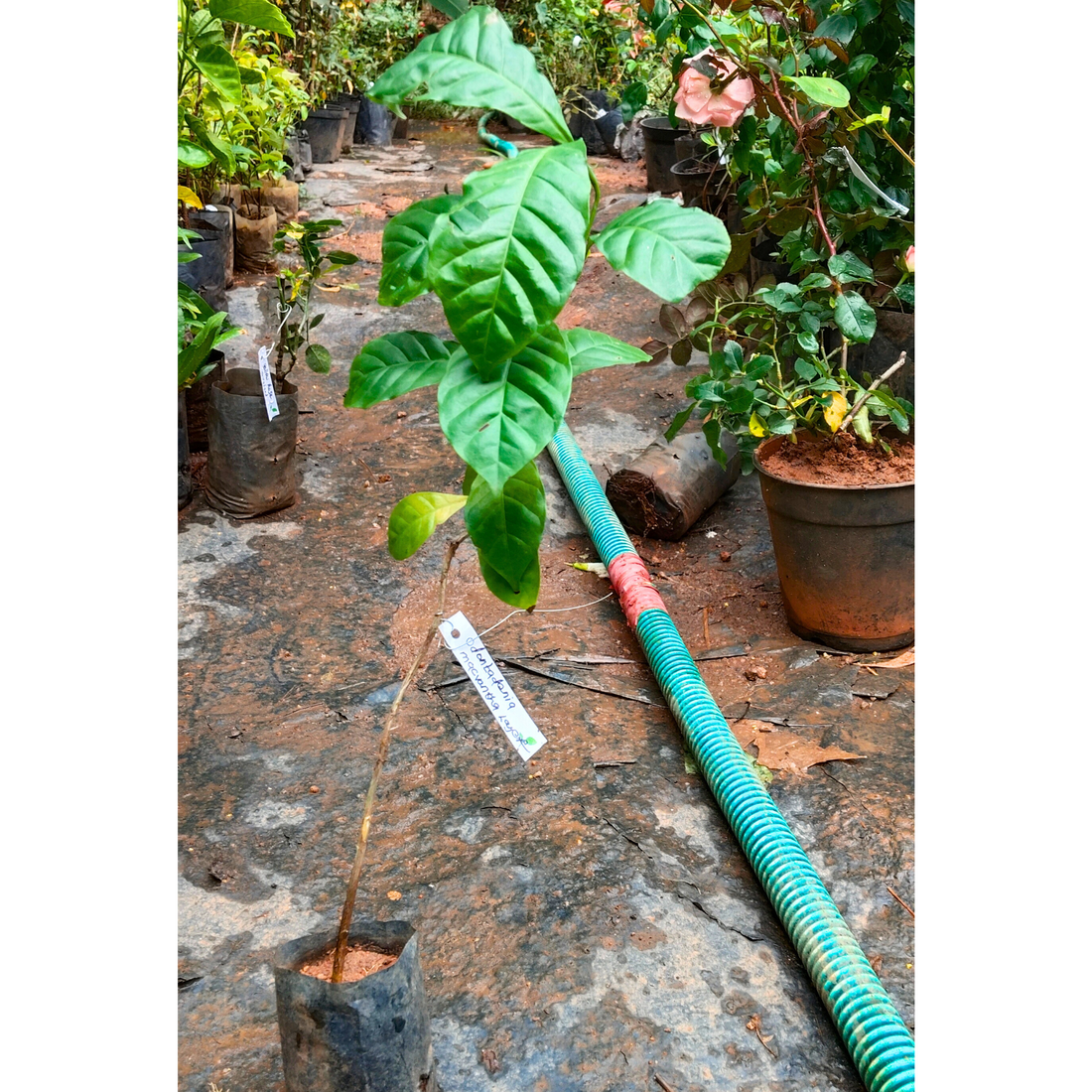 Odontadenia Macrantha Layered Live Plant