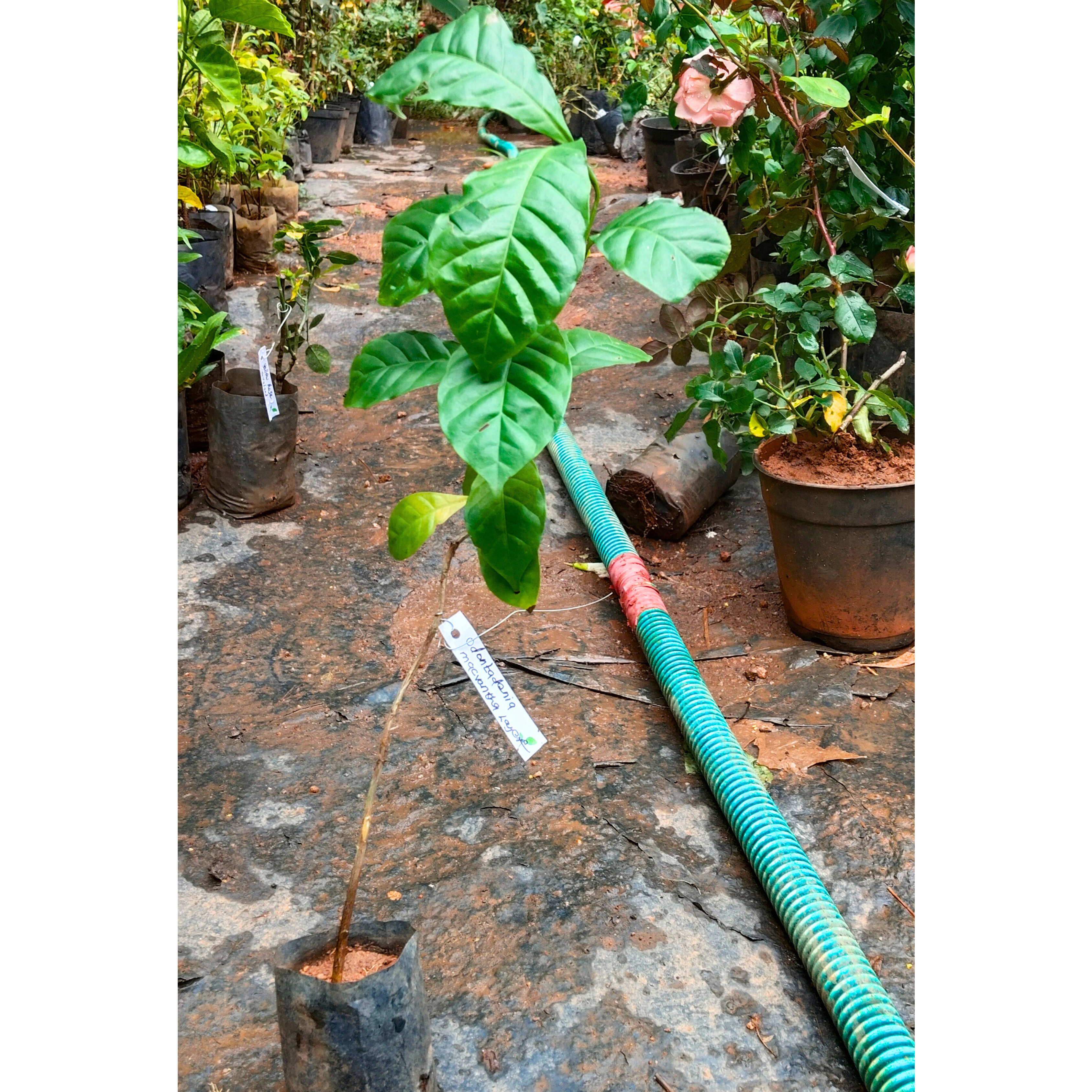 Odontadenia Macrantha Layered Live Plant