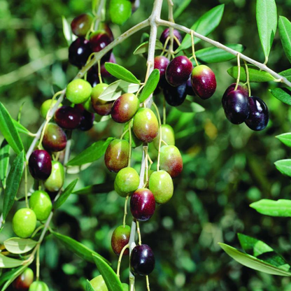 Olive (Olea europaea) Fruit Live Plant