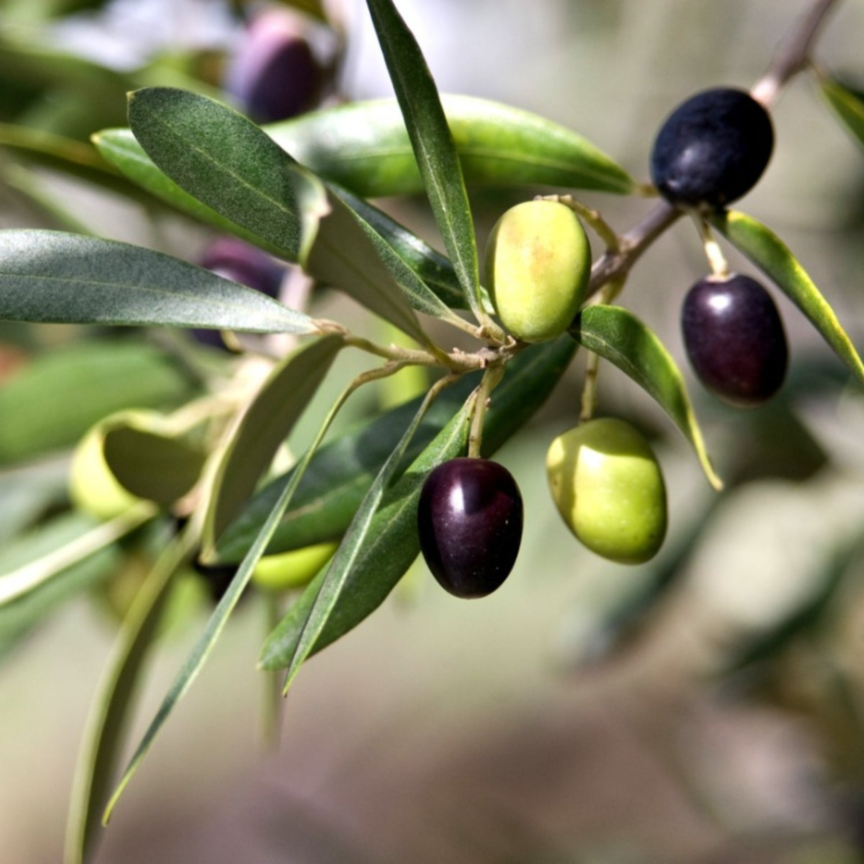 Olive (Olea europaea) Fruit Live Plant