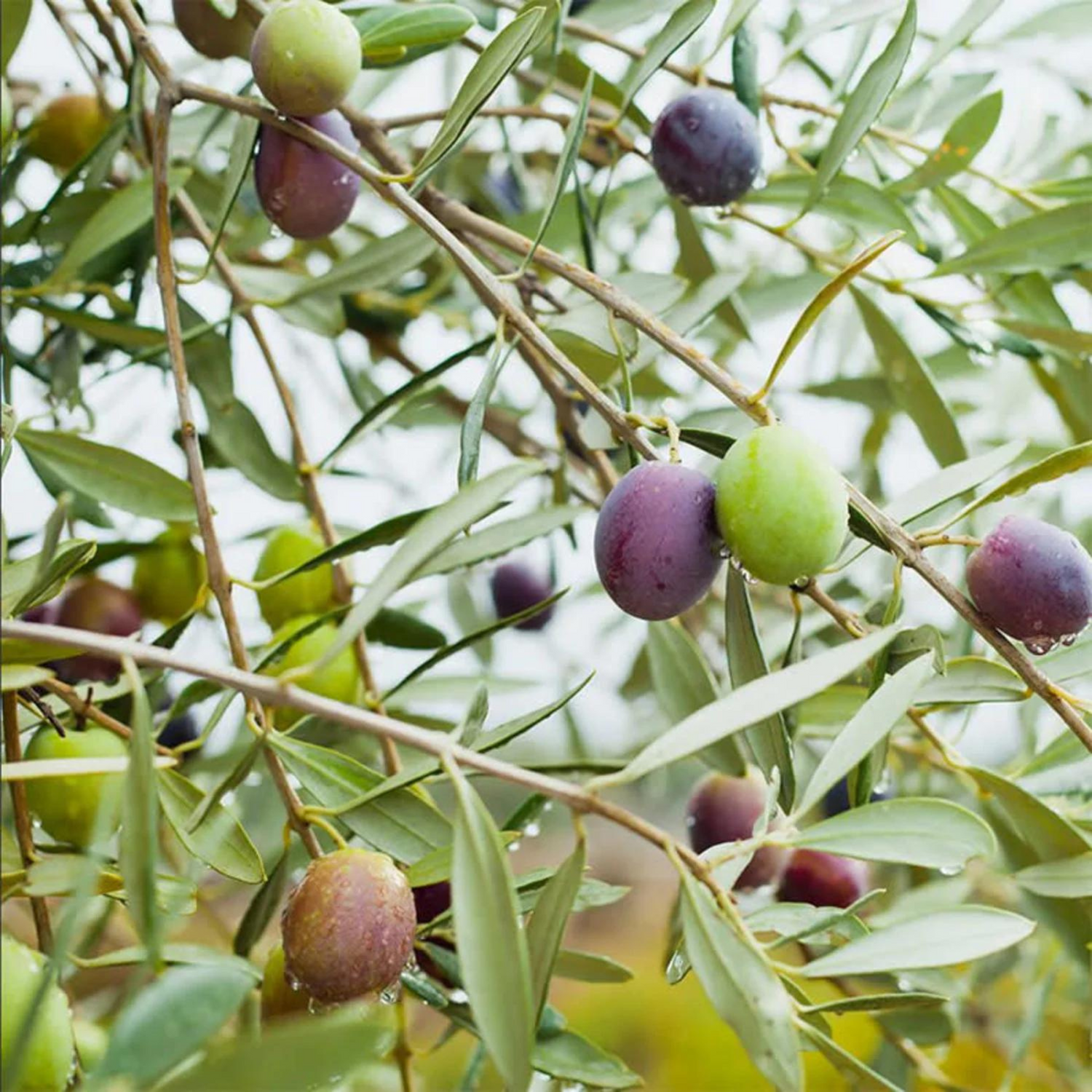 Olive (Olea europaea) Fruit Live Plant