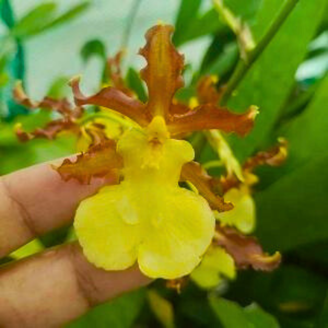 Oncidium Hyphaemanicum Hybrid - Blooming Size