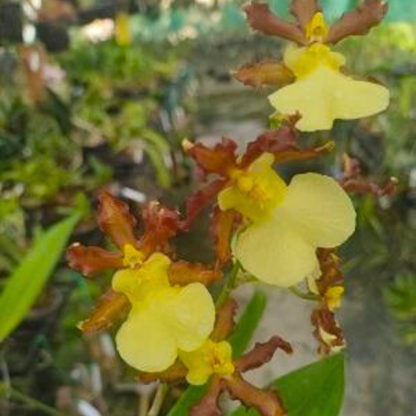 Oncidium Hyphaemanicum Hybrid - Blooming Size