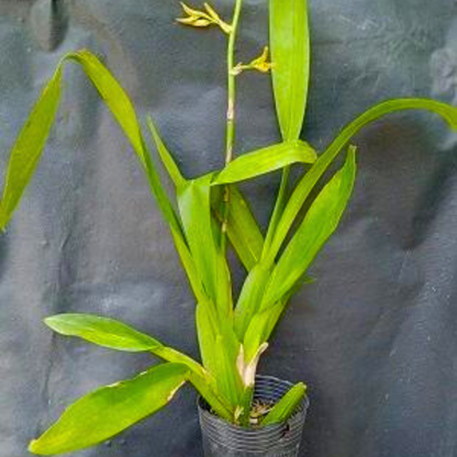 Oncidium Hyphaemanicum Hybrid - Blooming Size