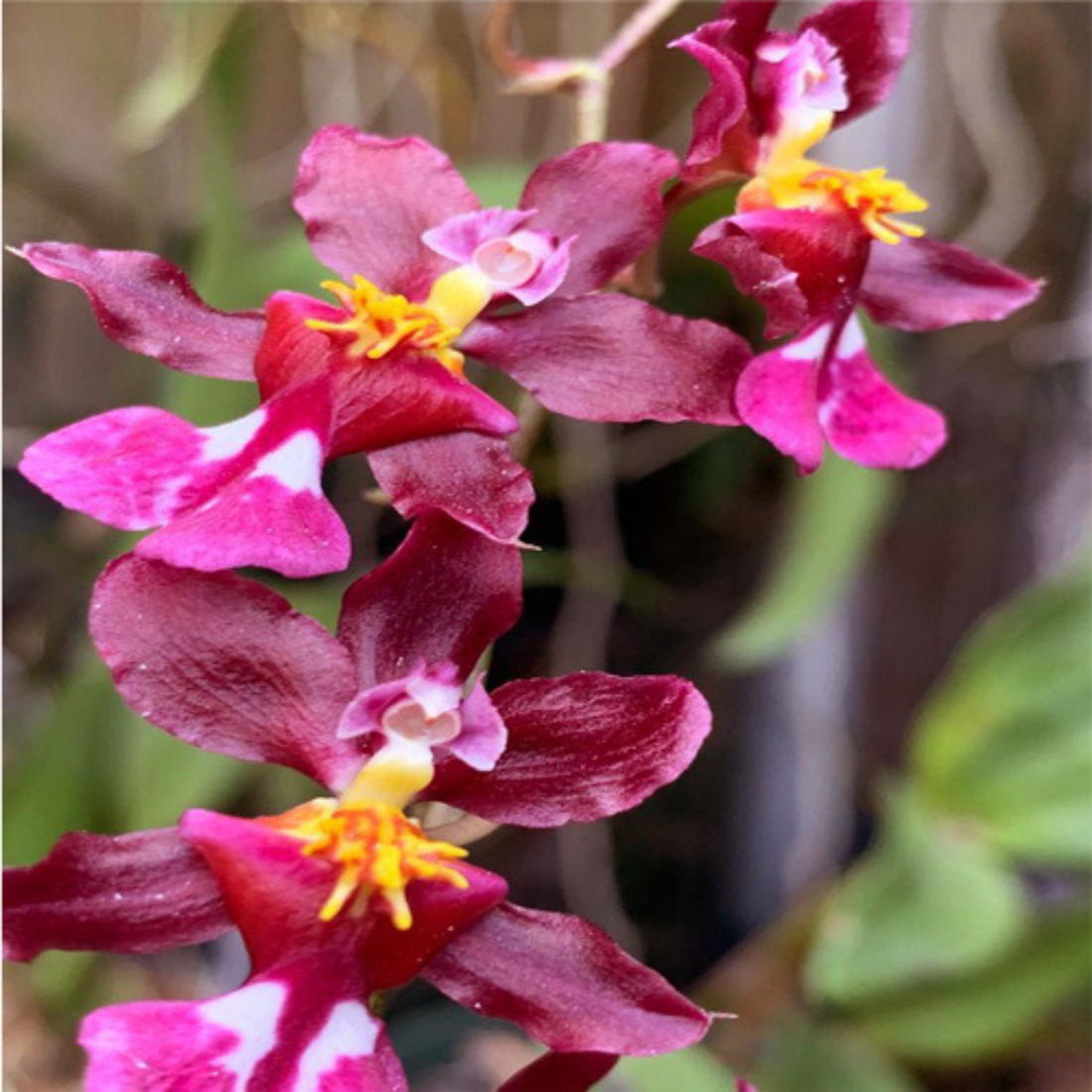 Oncidium Tariflor Lady - Blooming Size