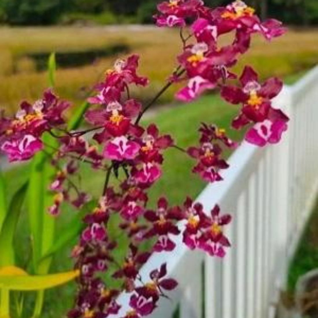 Oncidium Tariflor Lady - Blooming Size