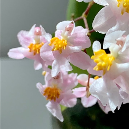 Oncidium Twinkle Pink (Extra Big Size Bushy Plant)