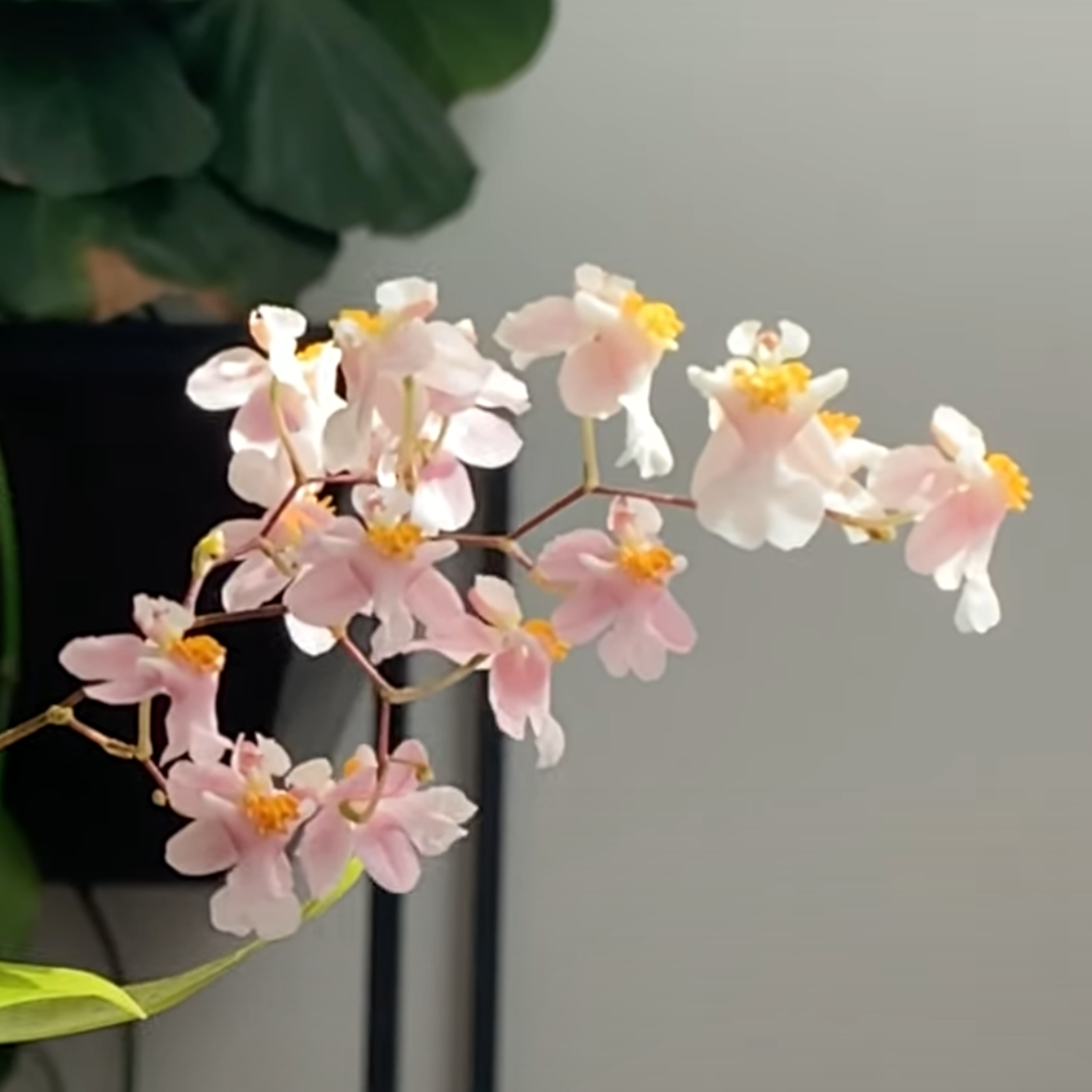 Oncidium Twinkle Pink (Extra Big Size Bushy Plant)