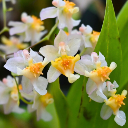 Oncidium Twinkle White (Extra Big Size Bushy Plant)