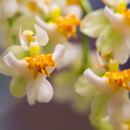 Oncidium Twinkle White (Extra Big Size Bushy Plant)