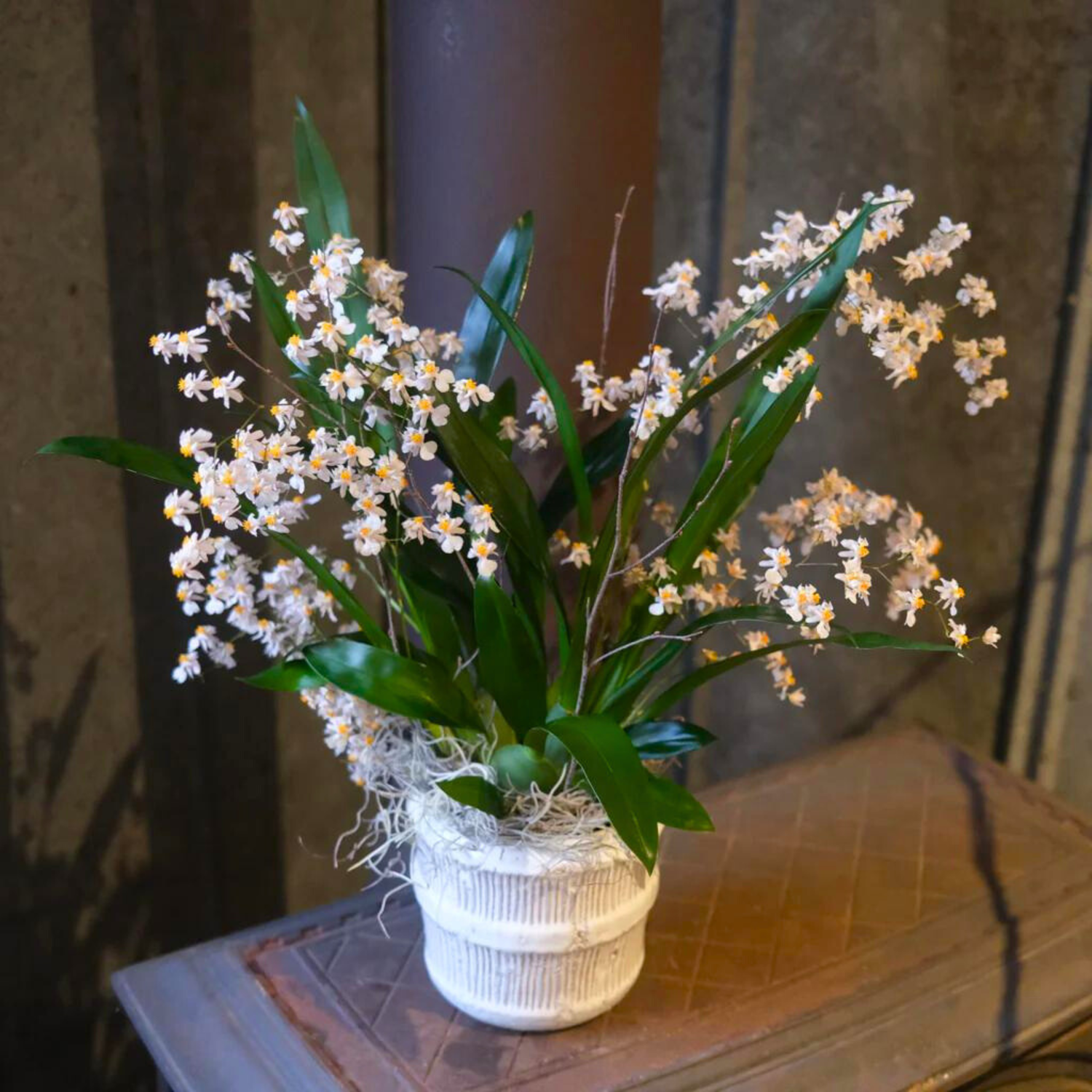 Oncidium Twinkle White (Extra Big Size Bushy Plant)