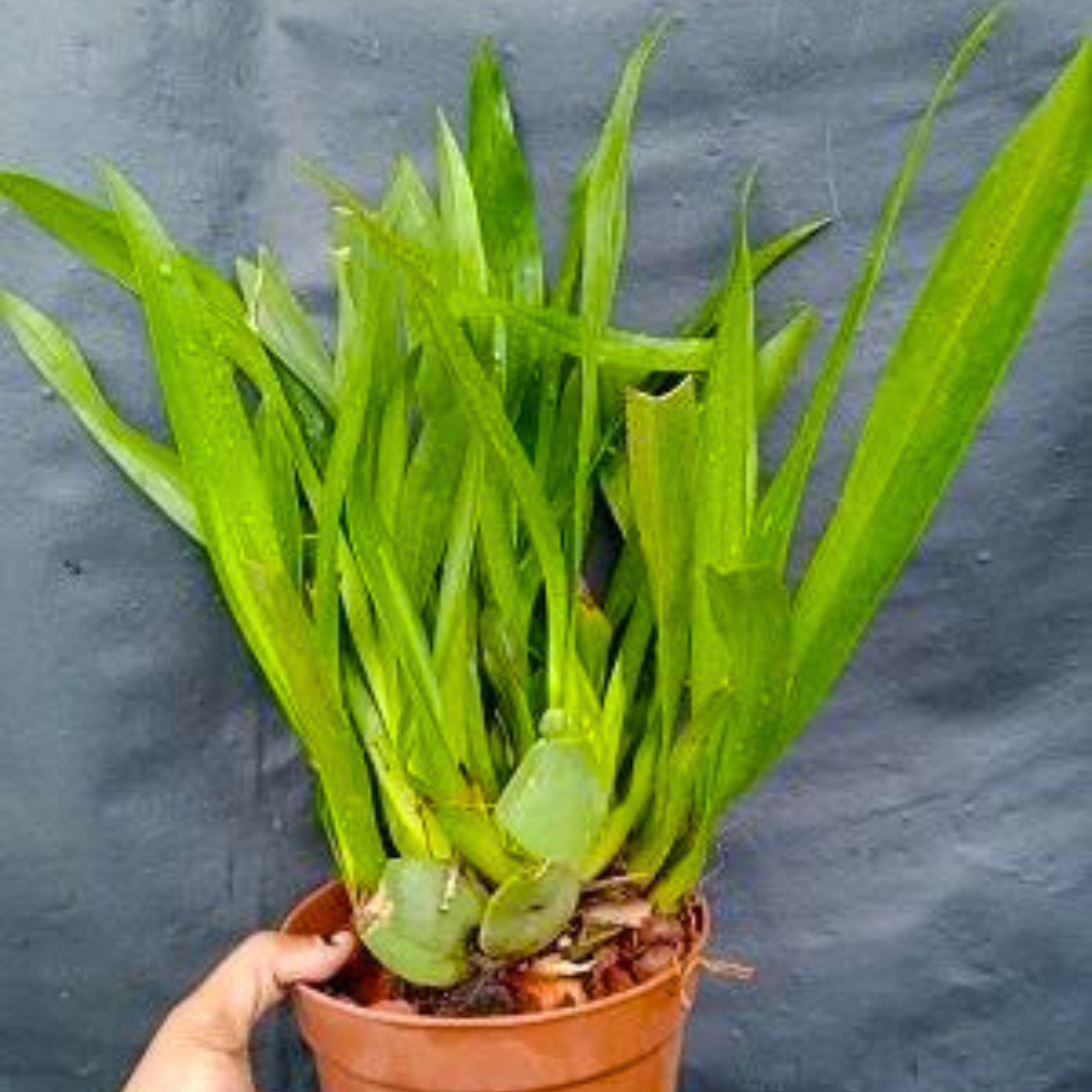 Oncidium Twinkle White (Extra Big Size Bushy Plant)