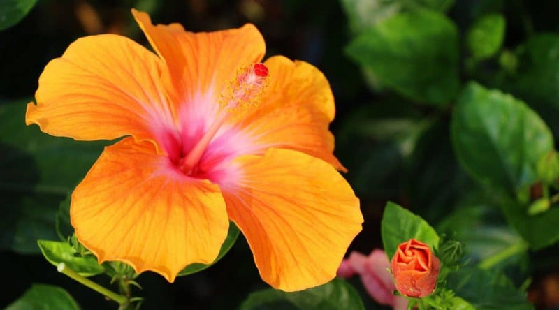 Fiesta Hibiscus All Time Flowering Live Plant with Flower