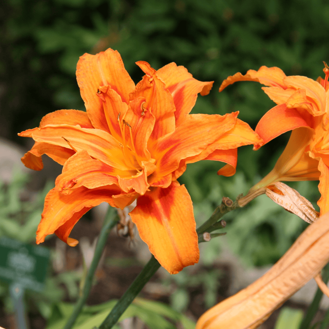 Orange Day-Lily (Hemerocallis fulva) Rare Flowering Live Plant