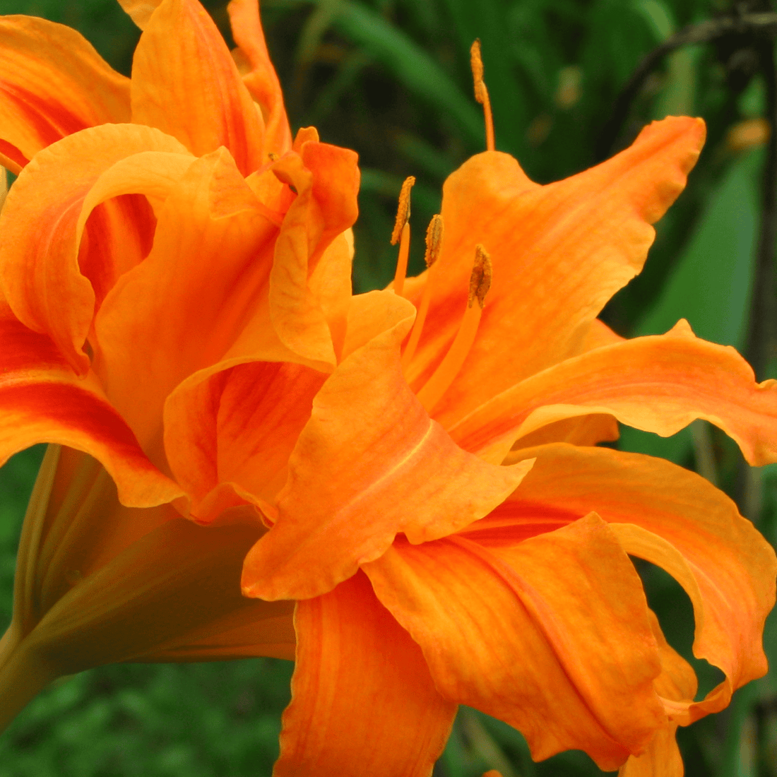 Orange Day-Lily (Hemerocallis fulva) Rare Flowering Live Plant
