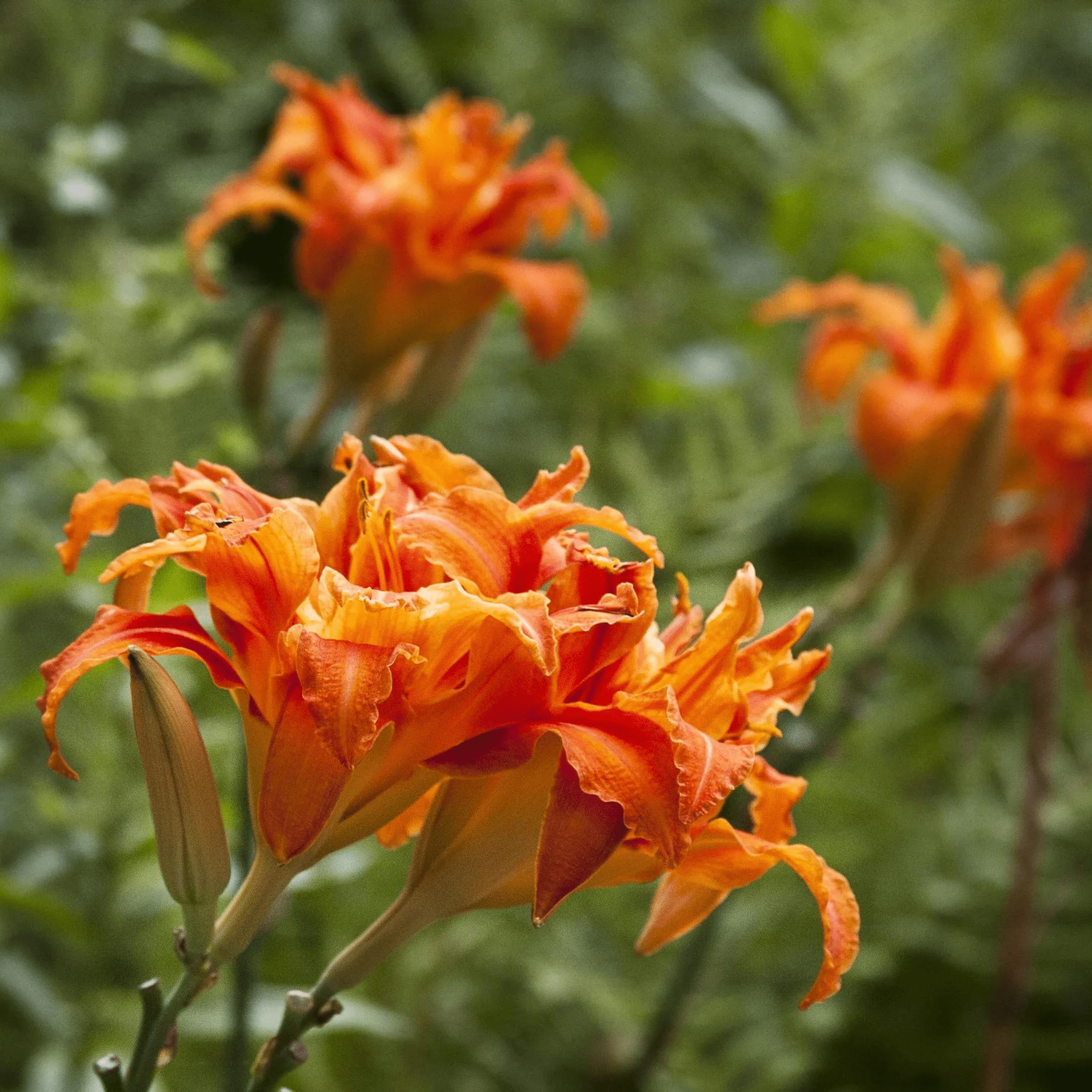 Orange Day-Lily (Hemerocallis fulva) Rare Flowering Live Plant