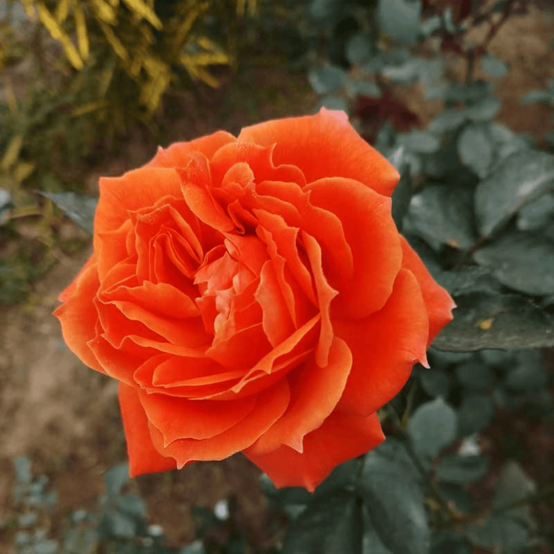 Orange Rose Grafted Live Plant