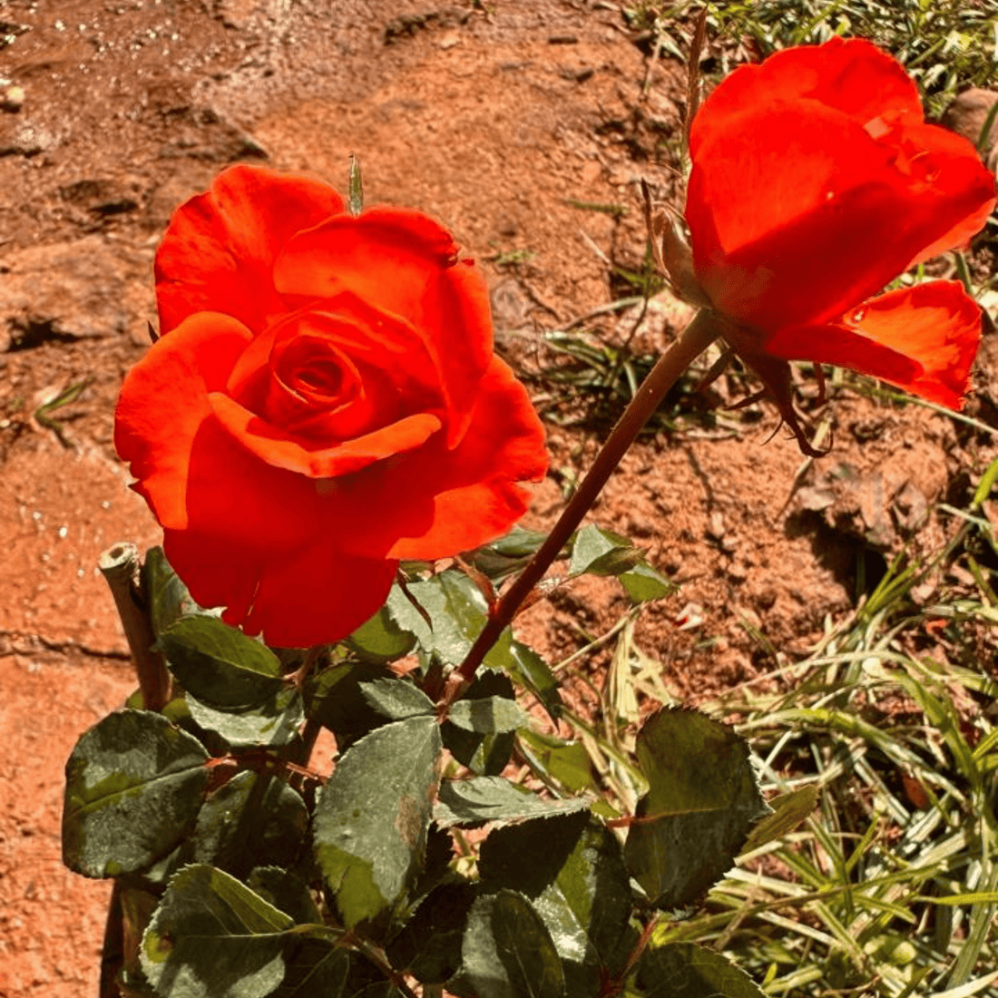 Orange Rose Grafted Live Plant